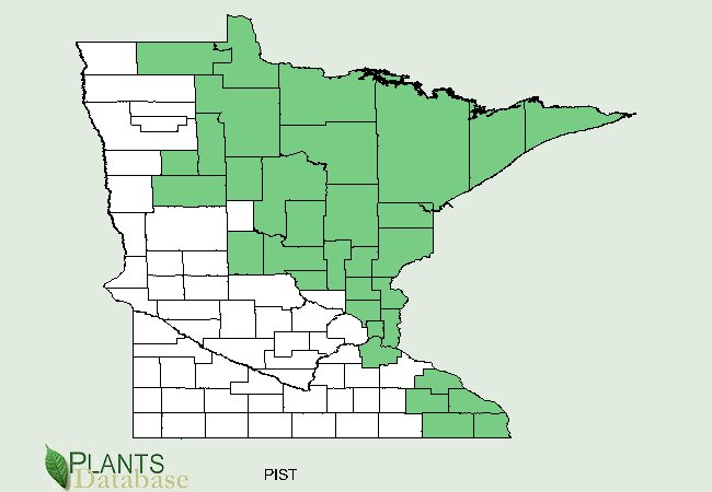 Pinus strobus is native to counties east of a diagonal line running through the center from the southeastern to the northwestern part of Minnesota
