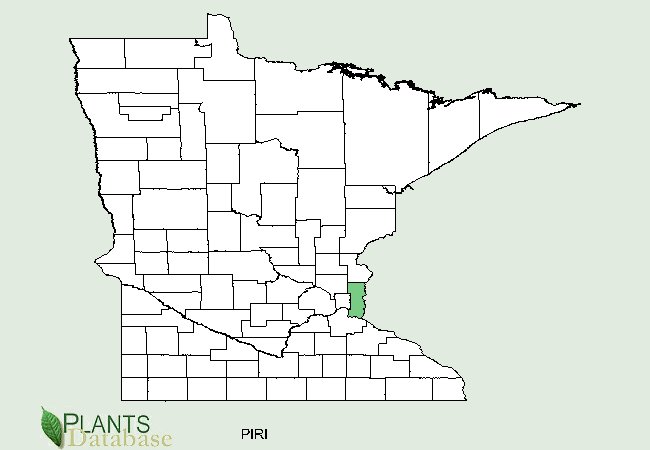 Pinus rigida is native only to a small central area along the eastern border of Minnesota