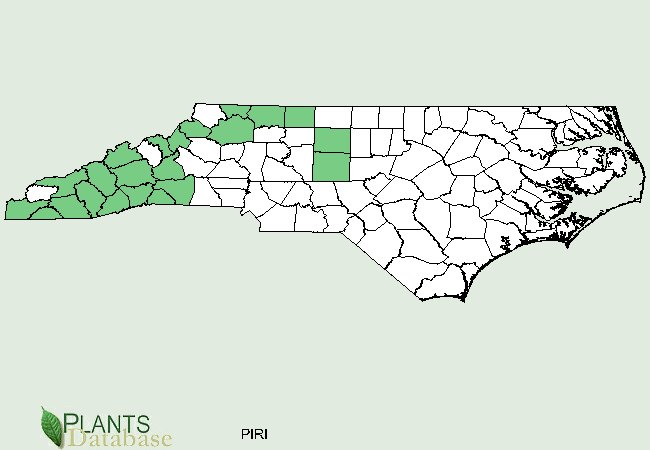Pinus rigida is native to scattered counties in western North Carolina