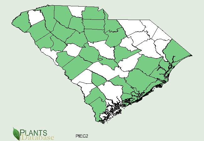 Pinus echinata is native to predominantly the northwest region and coastal counties as well as scattered populations in central South Carolina 