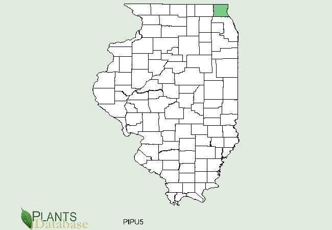 Pinus pungens is native to the a small area of the northeast corner of Illinois