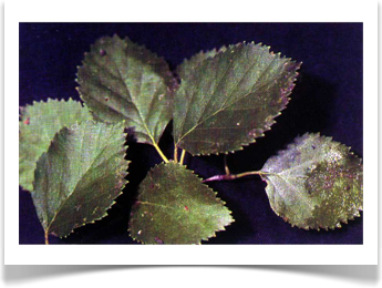 water birch betula occidentalis leaves
