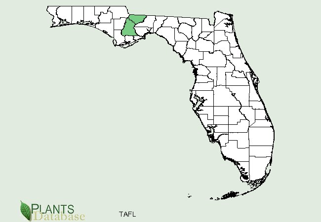 Taxus floridana is only found in Florida