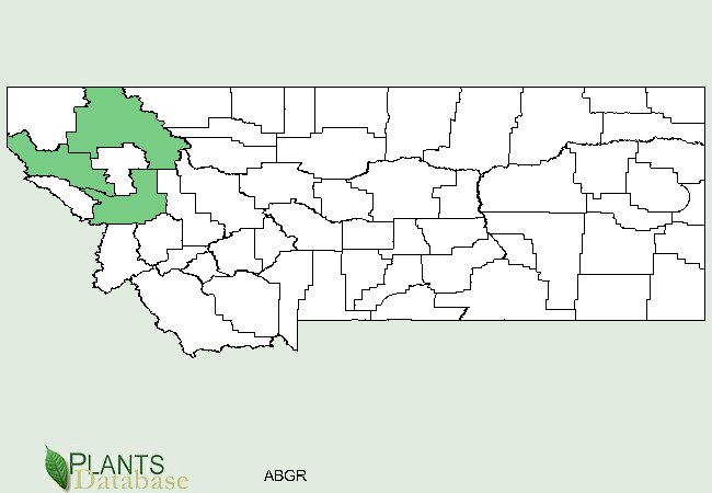 Abies grandis is native to the northwestern corner of Montana
