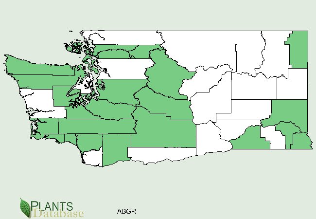 Abies grandis is native throughout Washington with heavier concentrations in the west.