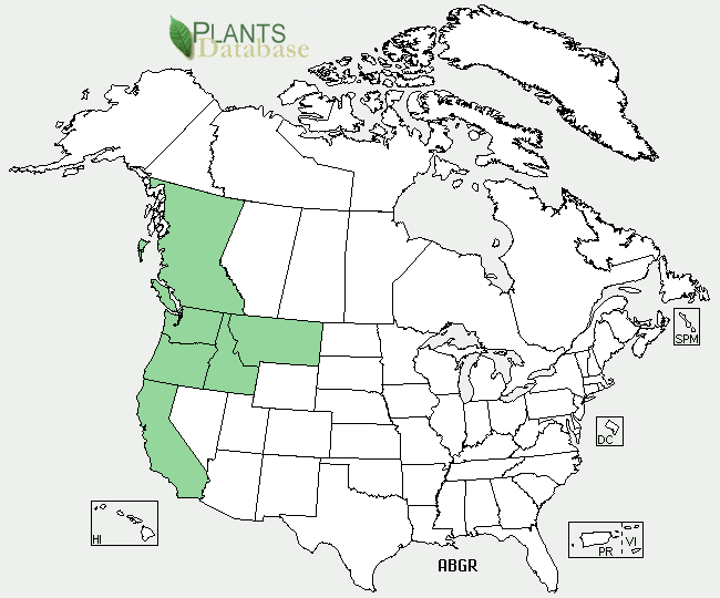 Abies grandis is native to the western coast of North America, with the exception of Alaska, and is found in Idaho and Montana as well.