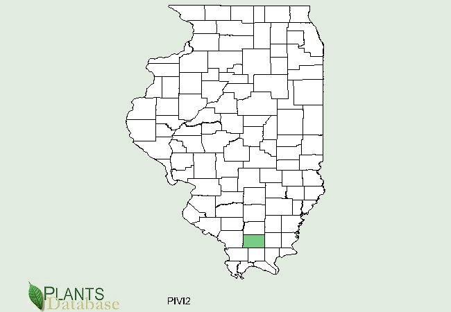 Pinus virginiana is only present as a small population near the southern tip of Illinois