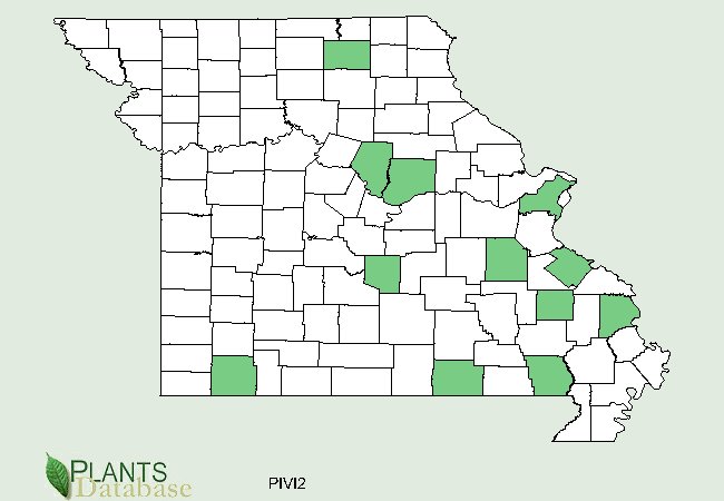 Pinus virginiana is native to scatter counties in the east half of Missouri with a few isolated populations in the southwest corner