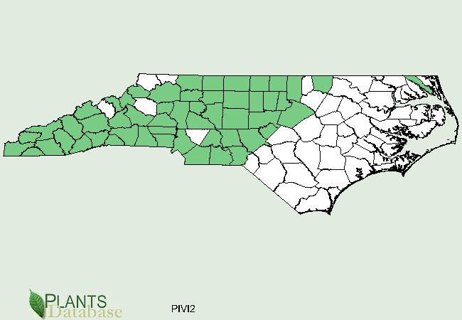 Pinus virginiana is native to the western 2/3rds of North Carolina