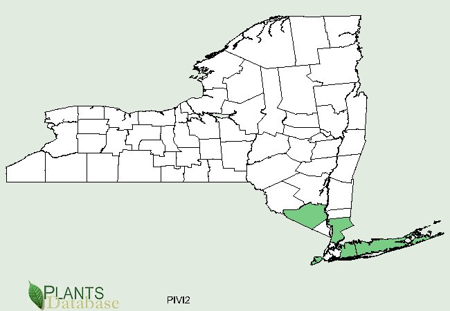 Pinus virginiana is native to Long Island and a few scattered southern coastal counties of New York