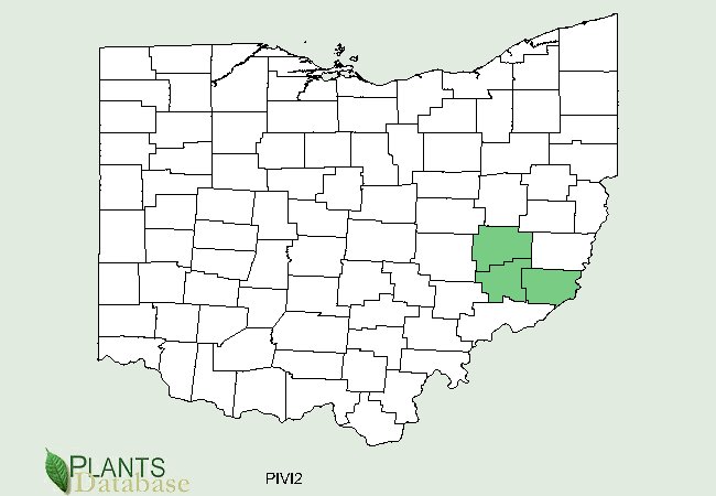 Pinus virginiana is native a small central area along the eastern Ohio border