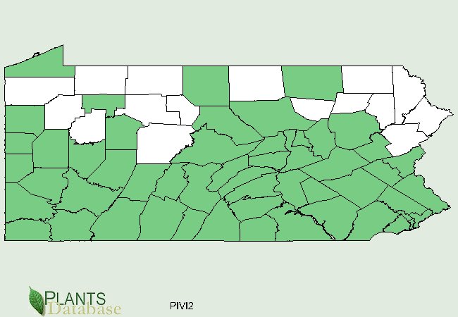 Pinus virginiana is native to most of Pennsylvania with the exception of the the northern border counties