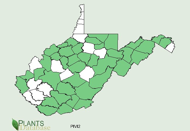 Pinus virginiana is native to most of West Virginia with the exception of scattered southern, central and peak counties