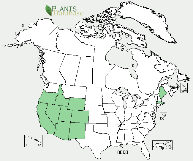 Abies concolor is native to the majority of the western United States as well as isolated pockets in Maine and Massachusetts