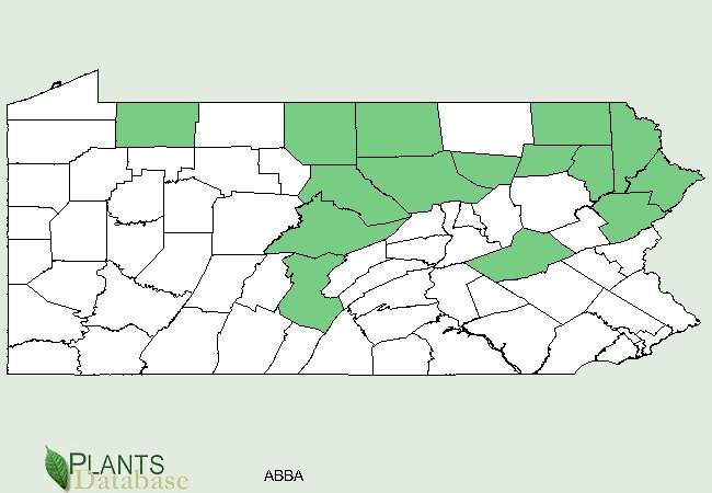Abies balsamea is native to scattered counties throughout the central and northeastern corner of Pennsylvania with smaller populations along the northern border