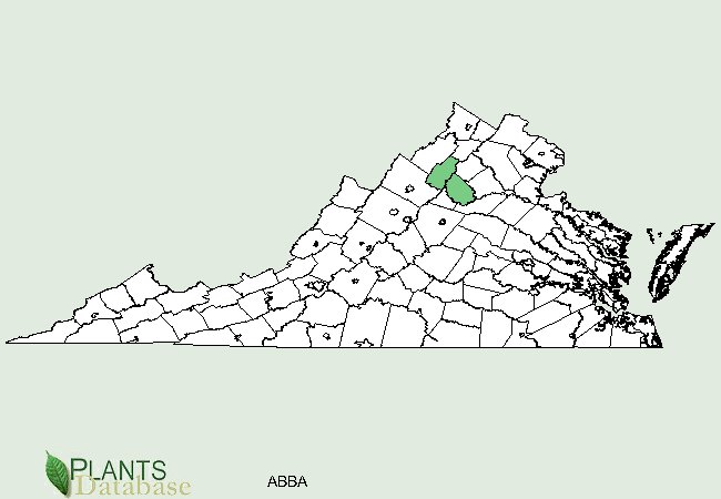 Abies balsamea is native to only an isolated population in the north central part of Virginia