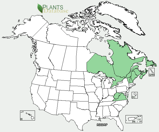 variation phanerolepis is native to Virginia and West Virginia, as well as the northern portion of New England and eastern Canadian 