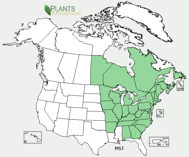 Eastern White Pine is native to the eastern half of North America