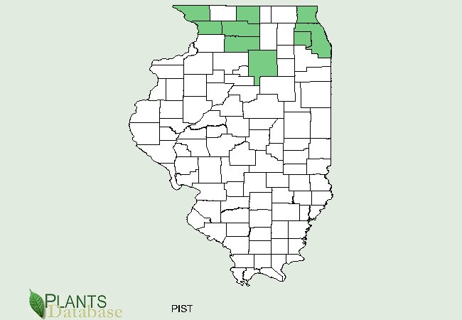 Pinus strobus is native to scattered counties throughout northern Illinois