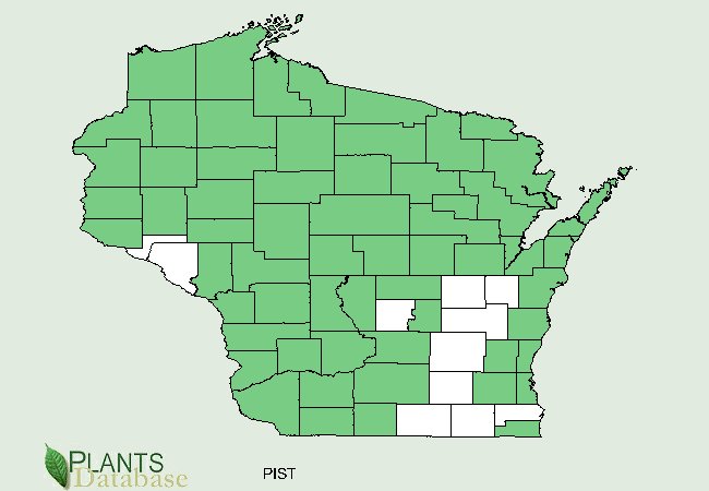 Pinus strobus is native to all but a few scattered counties in the southern half of Wisconsin