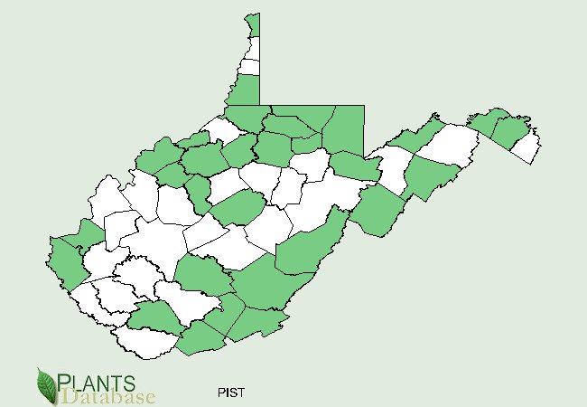 Pinus strobus is native to scattered counties throughout West Virginia