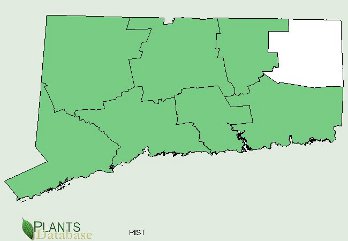 Native to all areas of Connecticut except the northeast corner