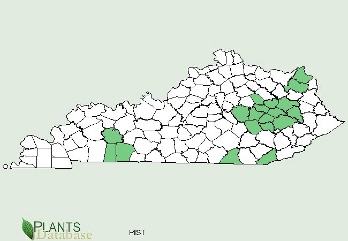 Eastern White Pine is found mainly in the east-central counties of Kentucky with a few isolated populations along the southern border