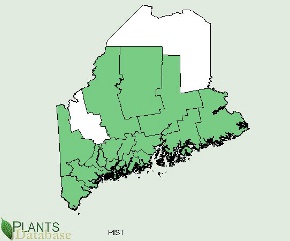 Pinus strobus is native to all but the northern most county and a small area in the west of Maine