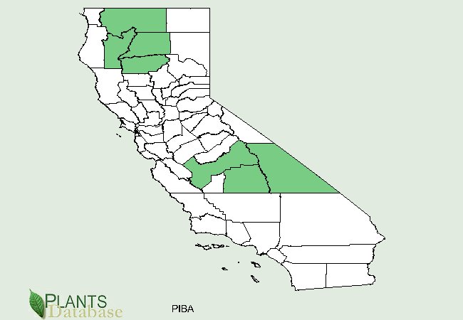 Foxtail Pines are native to 2 areas in California, one in the north along the border, the other in east central counties.