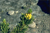 Foxtail pine, Pinus balfouriana