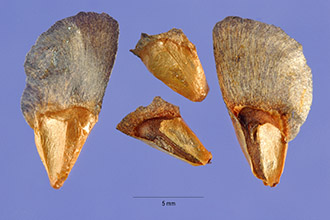 Seeds of Abies fraseri are trowel shaped with a small brownish gray wing on the wide end