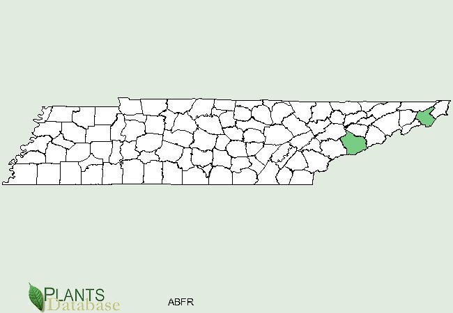 Abies fraseri is threatened in Tennessee and is only found in the high elevations along the eastern border of the state.