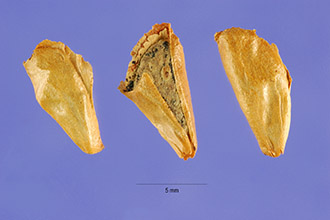 Small brown triangular seeds are encased in a papery outer covering.