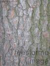 Loblolly Pine, Pinus taeda has rough, scaly, grayish brown bark with vertical irregular plates