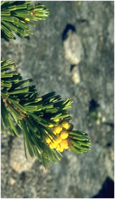 foxtail pine bright yellow male cones and needles