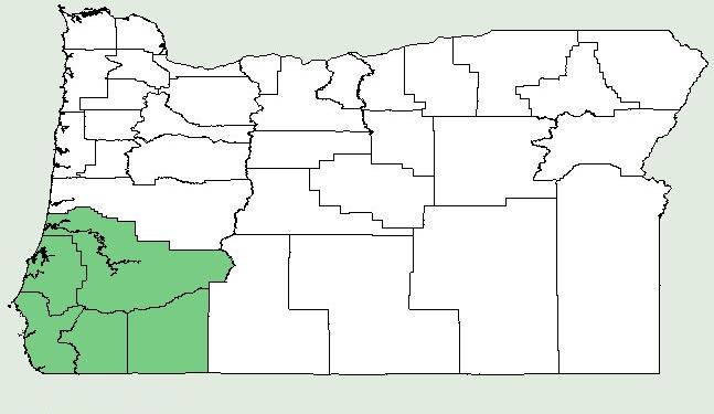 Jeffrey Pine is native to the southwestern corner of Oregon