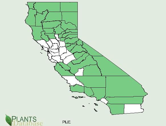 Native to most of California with the exception of central coastal counties and the southern most tip
