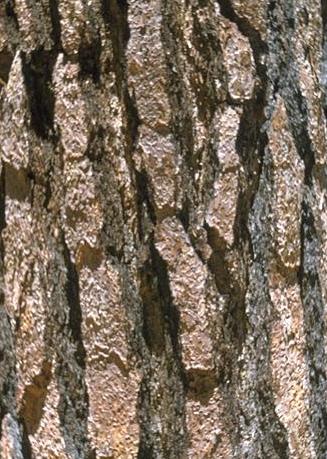 Jeffrey Pine has thick deeply fissured platy bark