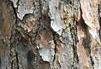 Bark of Longleaf pine is thick, fissured and has irregular, flaky plates