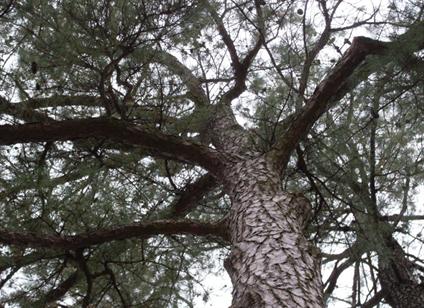 Pinus taeda has a widespreading crown with horizontal branches that often zig-zag