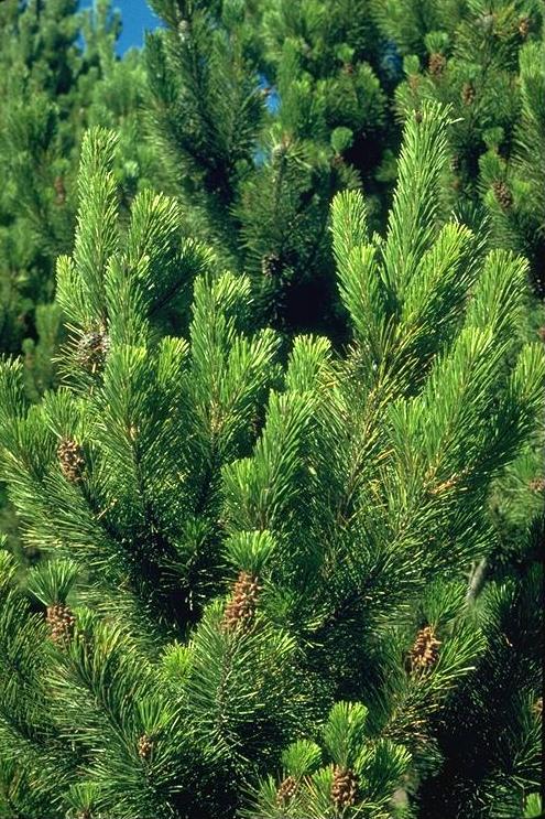 Short vivid green needles of young Pinus contorta