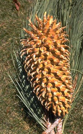 Cones of the Coulter Pine have long slender upcurved sharp scales that look more like claws than scales