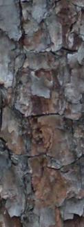 Rough scaly bark of Pinus clausa.  It is gray on the outer most surface and flakes off to reveal warm, reddish brown bark.