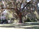 Old Live Oak, Quercus virginiana, towers above and is laden with spanish moss