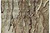 Pinus strobus has rough, scaly, platy, grayish brown bark