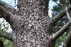 Mature rough bark on Pinus clausa