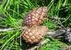 Yellowish brown sand pine cones nestled in vivid green needles