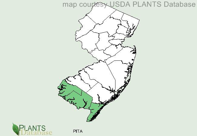 Pinus taeda is native to the counties on the southern border of New Jersey