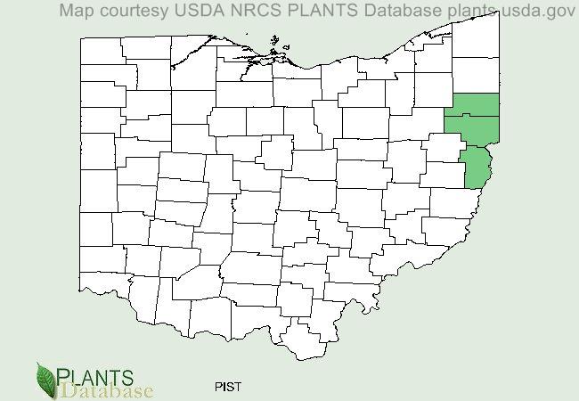 Pinus strobus is only native to a few central counties along the eastern border in Ohio
