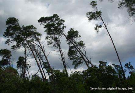 A stand of mature Pinus clausa with a permanent western lean, some close to 50 degree angles but most around 70 or 80.
